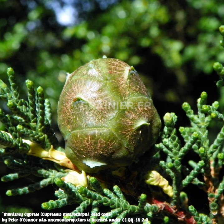 Cyprès de Lambert, Cyprès de Monterey, Cupressus macrocarpa image